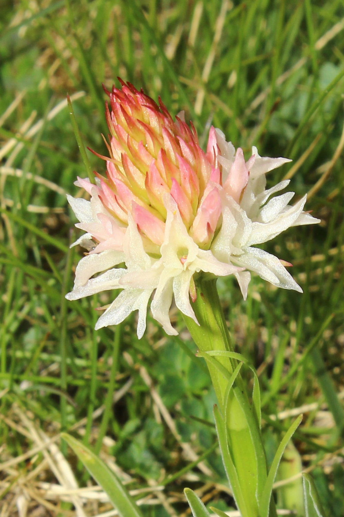 Nigritella da determinare-2